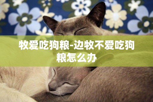牧愛吃狗糧-邊牧不愛吃狗糧怎么辦