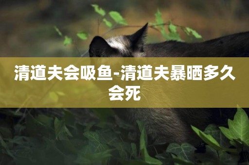 清道夫會吸魚-清道夫暴曬多久會死