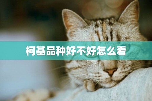 柯基品種好不好怎么看