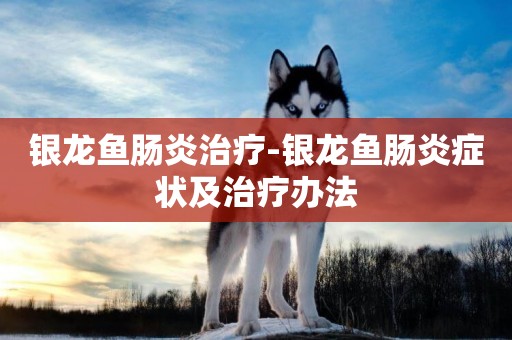 銀龍魚腸炎治療-銀龍魚腸炎癥狀及治療辦法