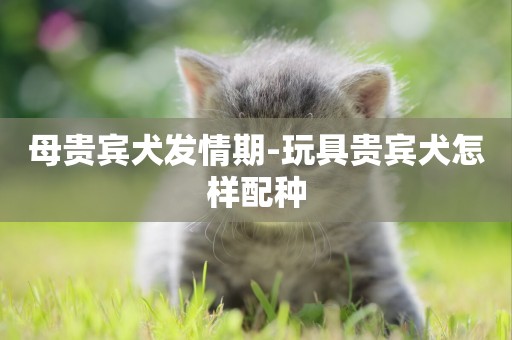 母貴賓犬發情期-玩具貴賓犬怎樣配種