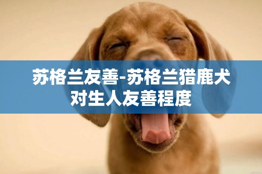 蘇格蘭友善-蘇格蘭獵鹿犬對生人友善程度