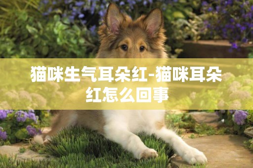 貓咪生氣耳朵紅-貓咪耳朵紅怎么回事