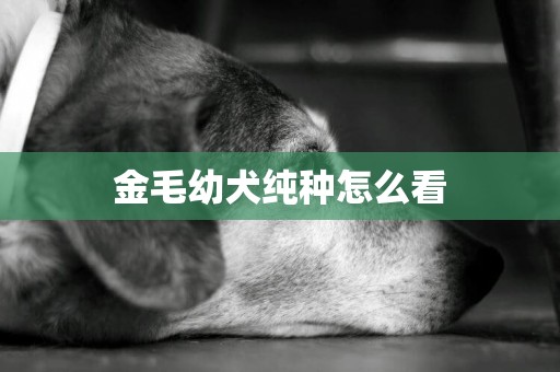 金毛幼犬純種怎么看