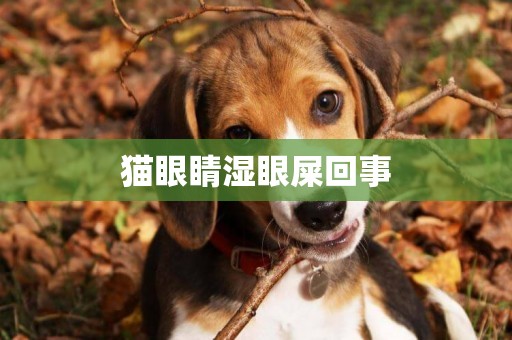 貓眼睛濕眼屎回事