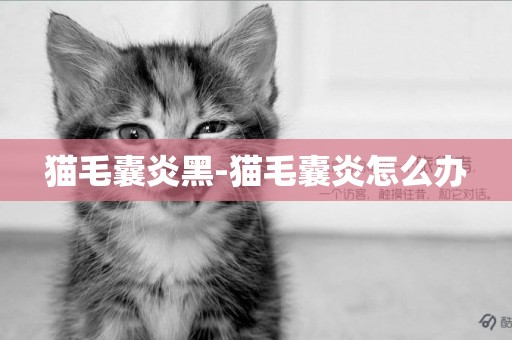 貓毛囊炎黑-貓毛囊炎怎么辦