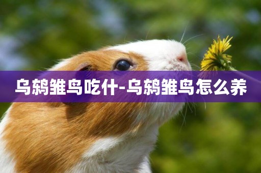 烏鶇雛鳥吃什-烏鶇雛鳥怎么養