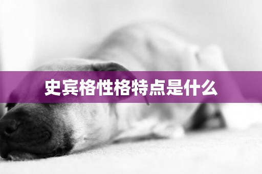 史賓格性格特點是什么