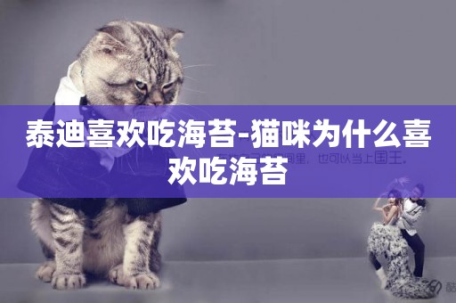 泰迪喜歡吃海苔-貓咪為什么喜歡吃海苔