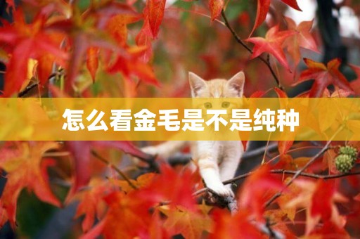 怎么看金毛是不是純種