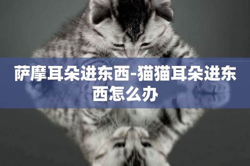 薩摩耳朵進東西-貓貓耳朵進東西怎么辦