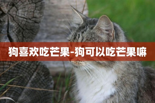 狗喜歡吃芒果-狗可以吃芒果嘛