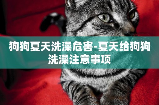 狗狗夏天洗澡危害-夏天給狗狗洗澡注意事項