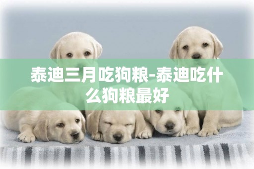 泰迪三月吃狗糧-泰迪吃什么狗糧最好