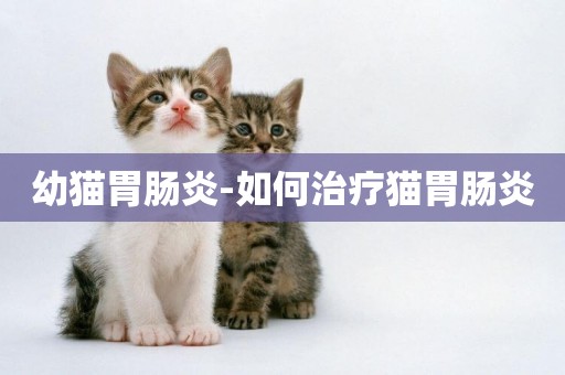 幼貓胃腸炎-如何治療貓胃腸炎