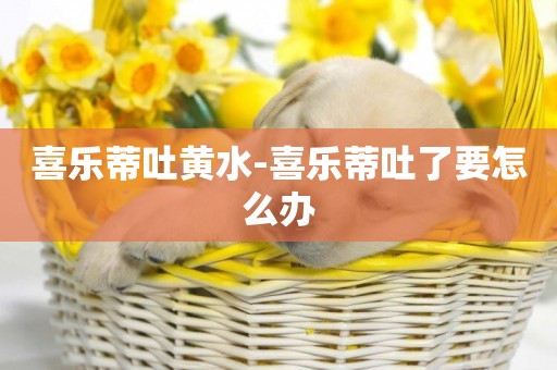 喜樂蒂吐黃水-喜樂蒂吐了要怎么辦