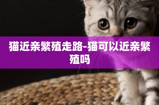 貓近親繁殖走路-貓可以近親繁殖嗎