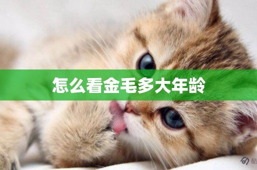 怎么看金毛多大年齡