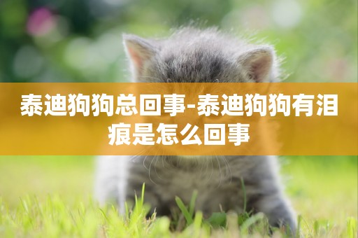 泰迪狗狗總回事-泰迪狗狗有淚痕是怎么回事