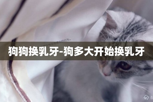 狗狗換乳牙-狗多大開始換乳牙