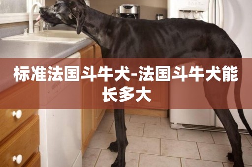標準法國斗牛犬-法國斗牛犬能長多大