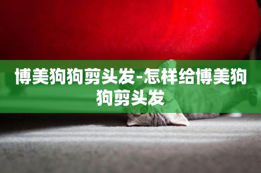 博美狗狗剪頭發-怎樣給博美狗狗剪頭發
