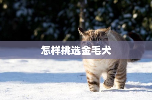怎樣挑選金毛犬