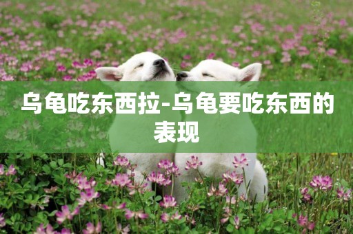 烏龜吃東西拉-烏龜要吃東西的表現