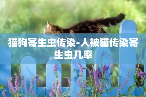 貓狗寄生蟲傳染-人被貓傳染寄生蟲幾率