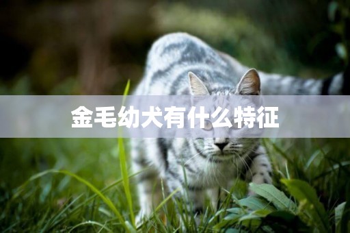金毛幼犬有什么特征
