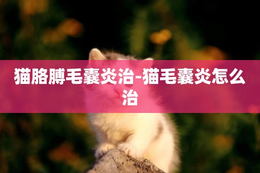 貓胳膊毛囊炎治-貓毛囊炎怎么治