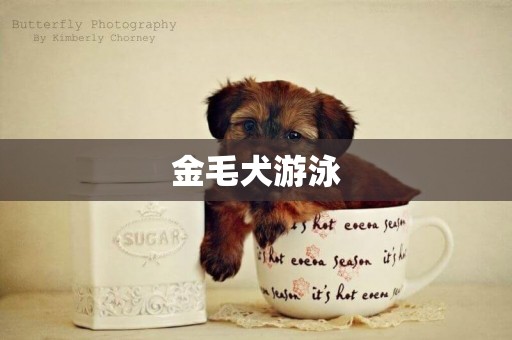 金毛犬游泳