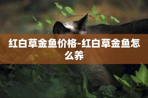 紅白草金魚價格-紅白草金魚怎么養