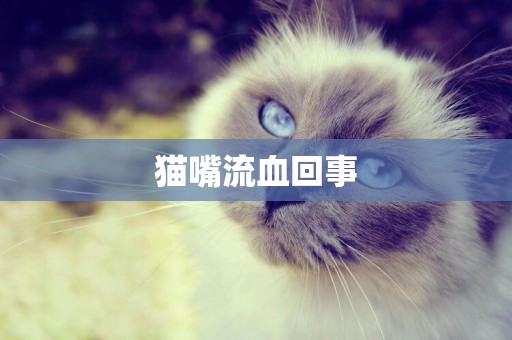 貓嘴流血回事