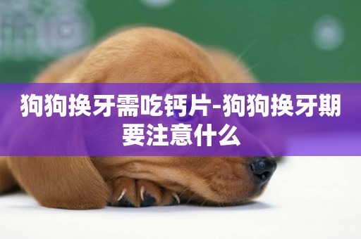 狗狗換牙需吃鈣片-狗狗換牙期要注意什么