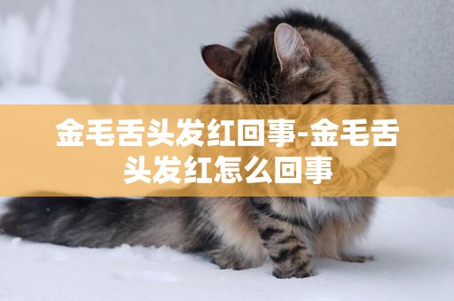 金毛舌頭發紅回事-金毛舌頭發紅怎么回事
