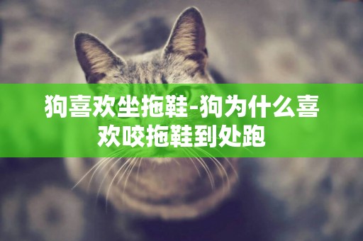 狗喜歡坐拖鞋-狗為什么喜歡咬拖鞋到處跑