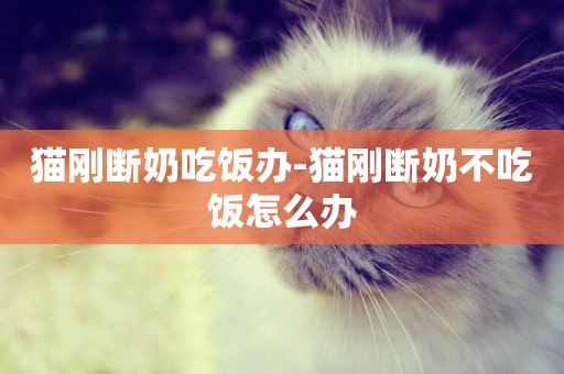 貓剛斷奶吃飯辦-貓剛斷奶不吃飯怎么辦