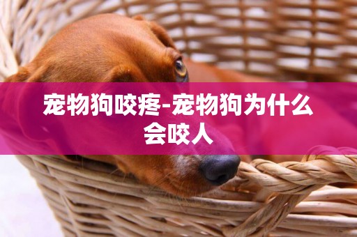 寵物狗咬疼-寵物狗為什么會咬人
