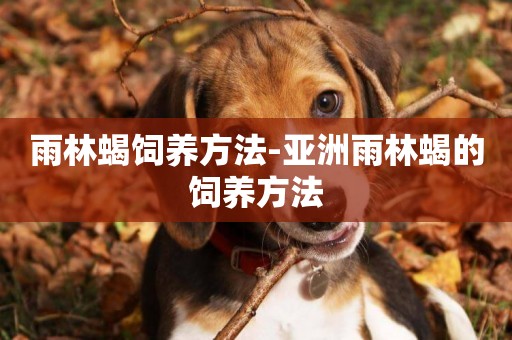 雨林蝎飼養方法-亞洲雨林蝎的飼養方法