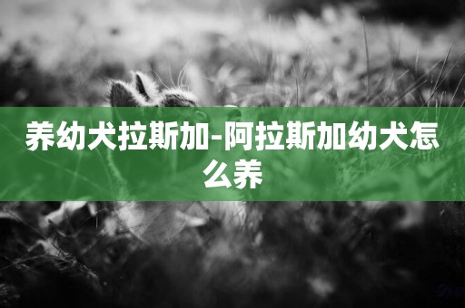 養幼犬拉斯加-阿拉斯加幼犬怎么養