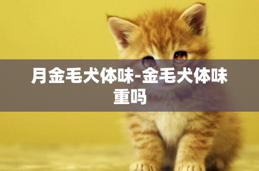 月金毛犬體味-金毛犬體味重嗎
