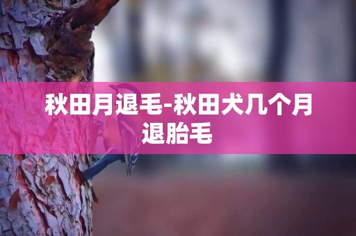 秋田月退毛-秋田犬幾個月退胎毛