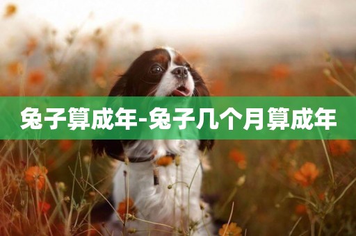 兔子算成年-兔子幾個月算成年