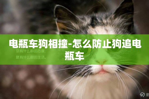 電瓶車狗相撞-怎么防止狗追電瓶車