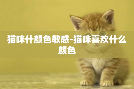 貓咪什顏色敏感-貓咪喜歡什么顏色