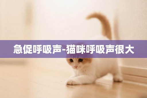 急促呼吸聲-貓咪呼吸聲很大