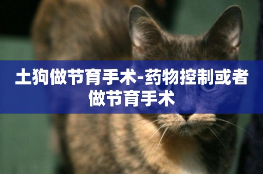 土狗做節育手術-藥物控制或者做節育手術