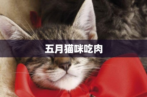 五月貓咪吃肉