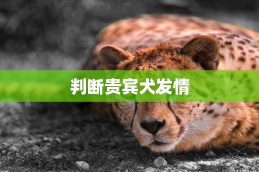 判斷貴賓犬發情